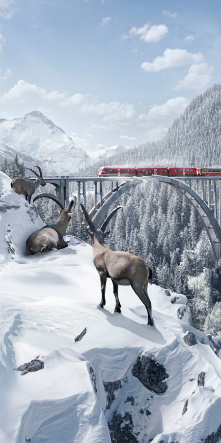 Ibexes at the Langwies Viaduct