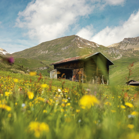 Farbenprächtige Blumenwiesen im Naturpark Beverin – ein Paradies für Naturinteressierte (Foto: © Nico Schaerer) Blühende Bergwiese im Naturpark Beverin mit einer Vielfalt bunter Blumen vor alpiner Kulisse