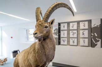 Ein kapitaler Steinbock – ein Highlight der Capricorn-Ausstellung in Wergenstein (Fotoquelle: Naturpark Beverin) Präparierter Steinbock in der Capricorn-Ausstellung in Wergenstein