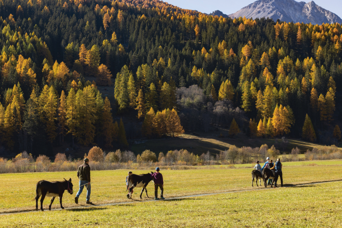 Ein besonderes Abenteuer: Eseltrekking mit Kindern durch die idyllische Val Müstair (Foto: © Nico Schaerer) Kinder wandern mit Eseln durch die Herbstlandschaft der Val Müstair