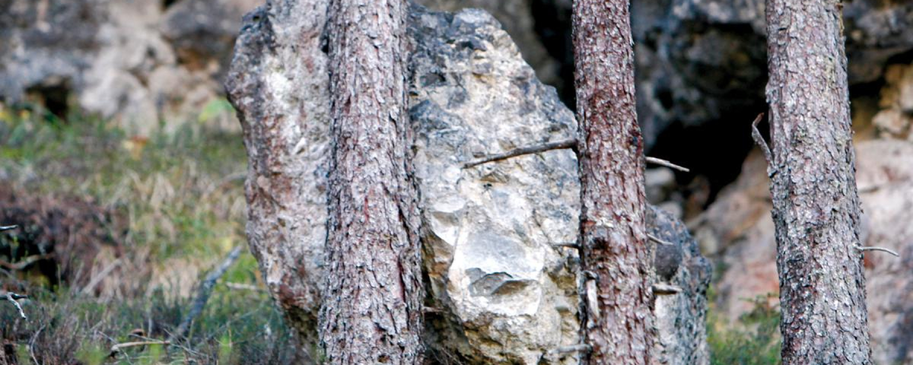 Wald als Schutz