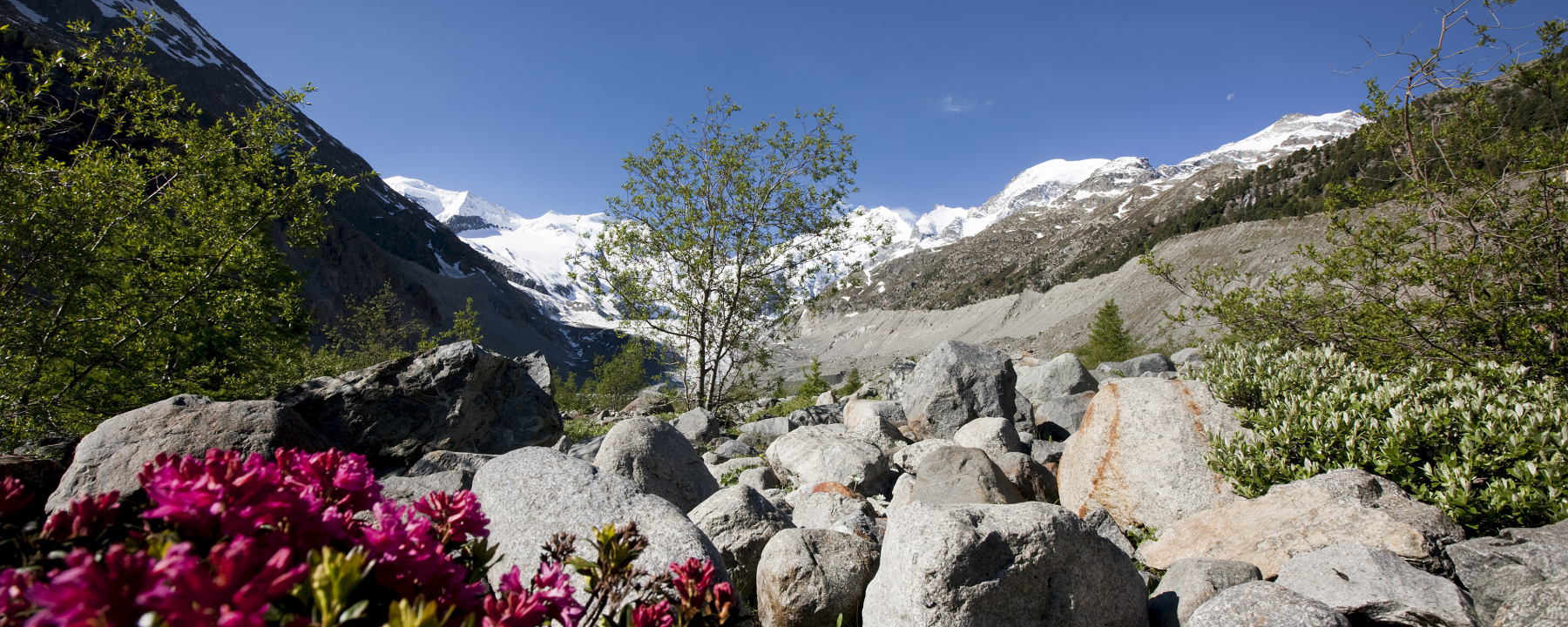 Blumen Morteratschgletscher