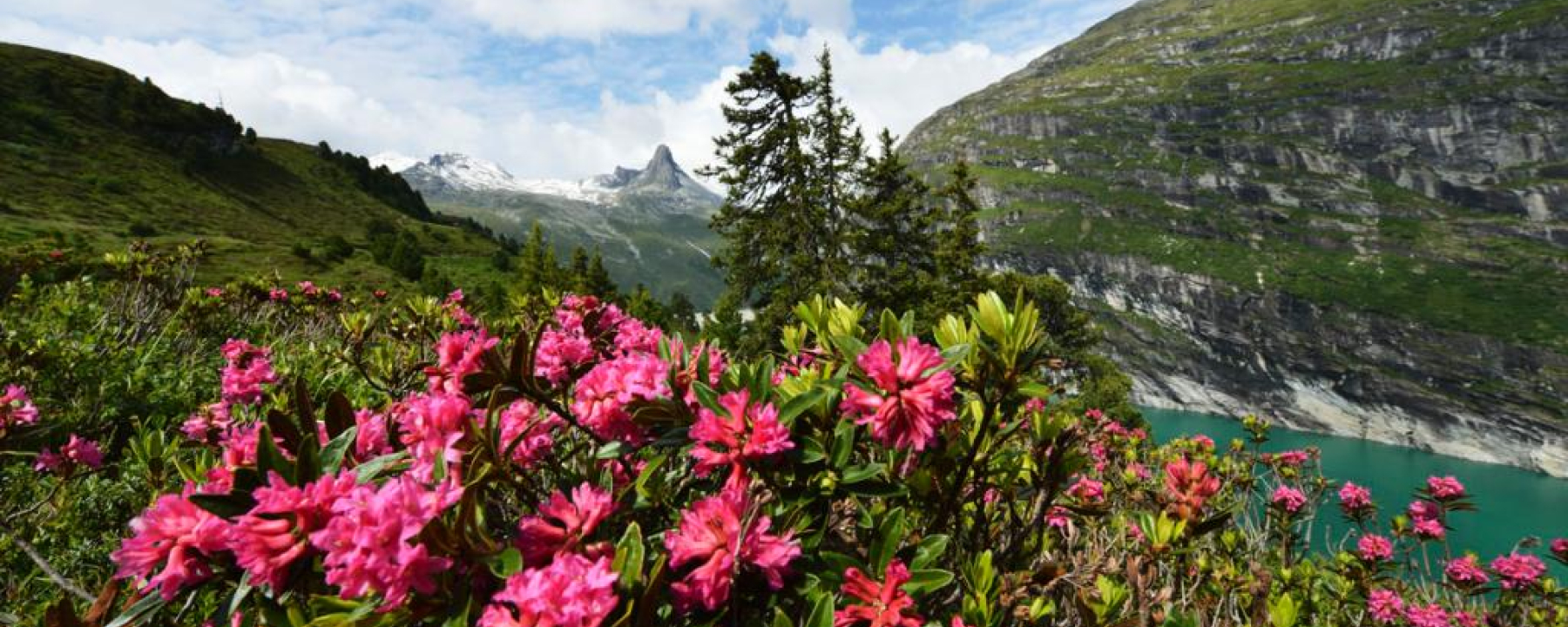 Alpenrosen in Zerfreila; Foto: Robert Bösch