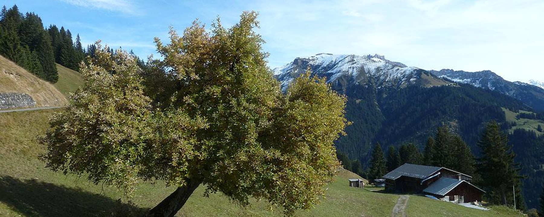 Im Aufstieg oberhalb Pany
