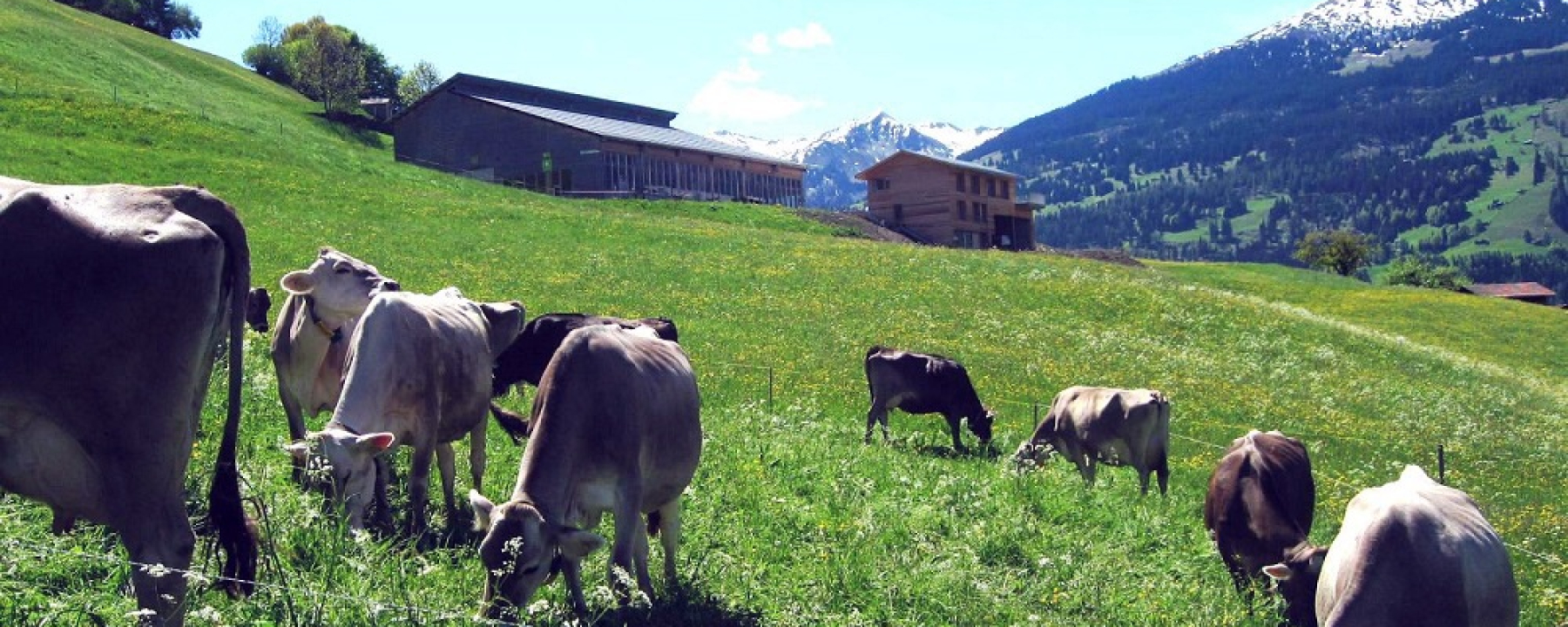 Die Kühe geniessen die Wiesen unterhalb vom Biohof