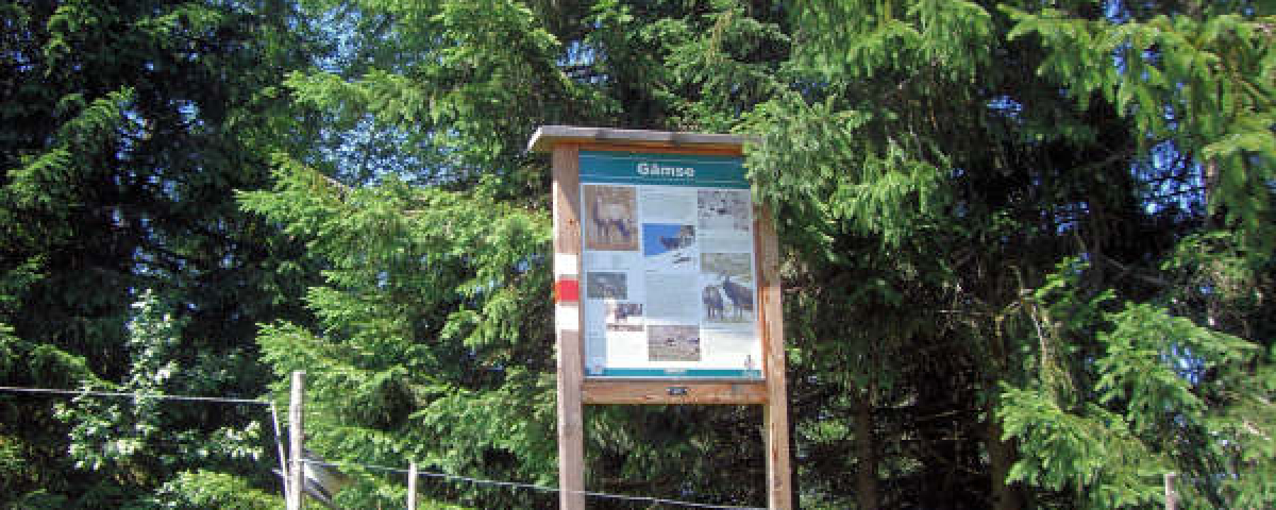 Informationstafel Gämse