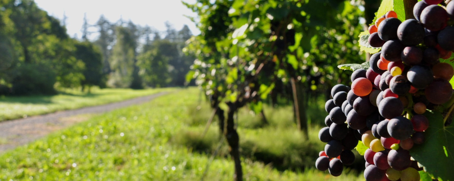 Der Fläsch-Trail - Der Trail für Weinliebhaber