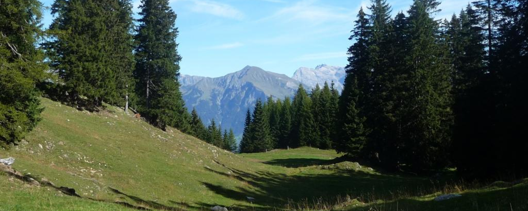 Blick zwischen den Tannen hindurch