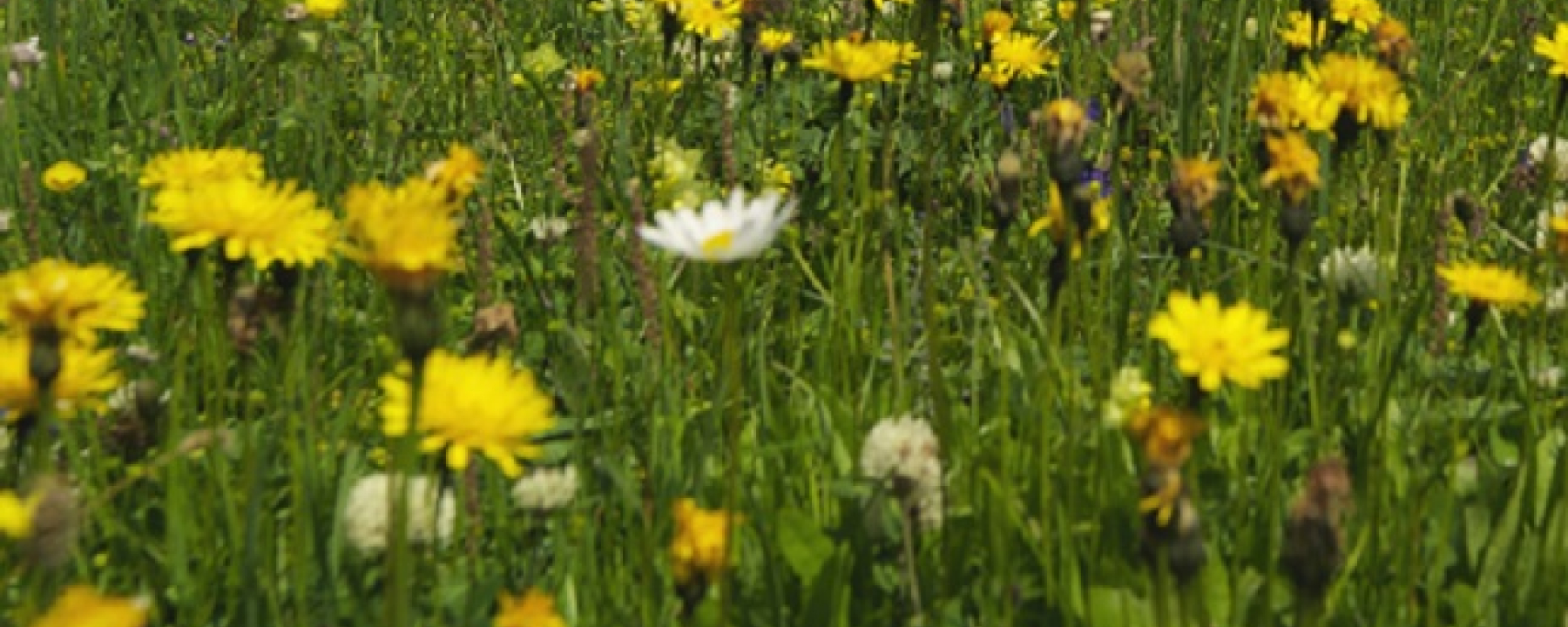 Blumenwiese