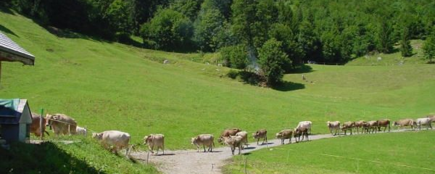 Vieh auf der Alp