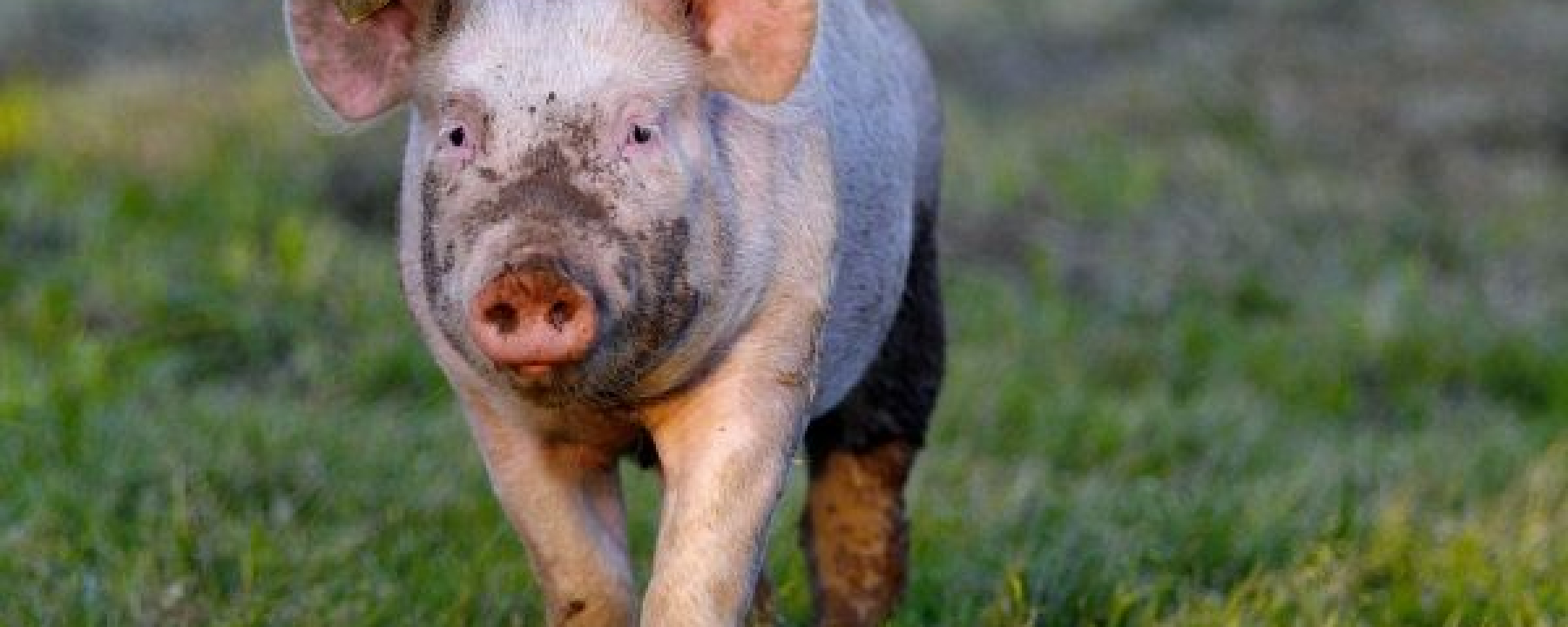 Schweine auf der Alp