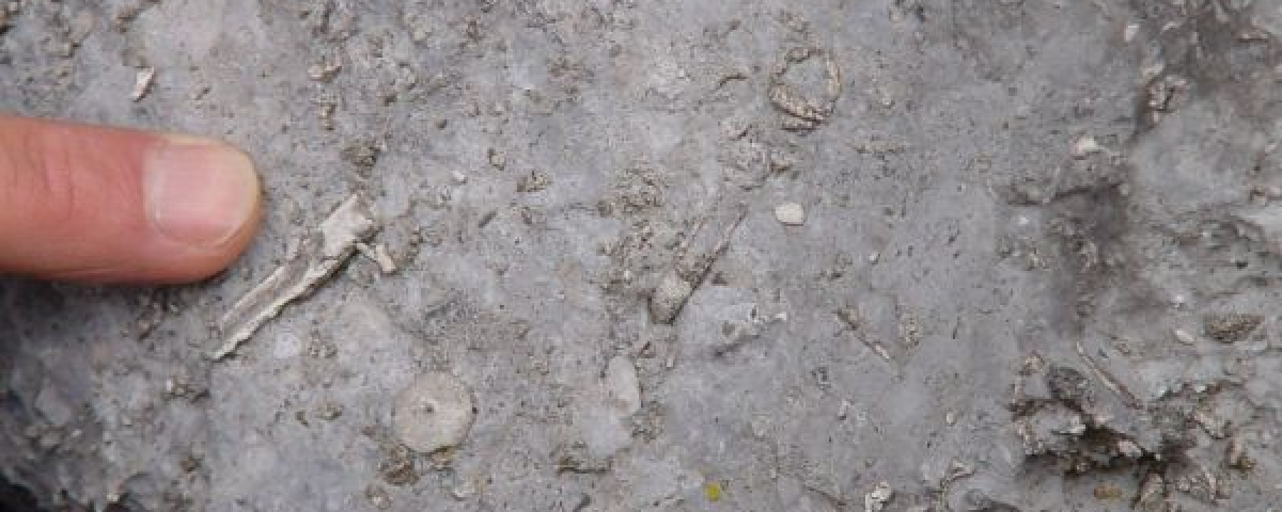 Versteinerungen unter unseren Füssen