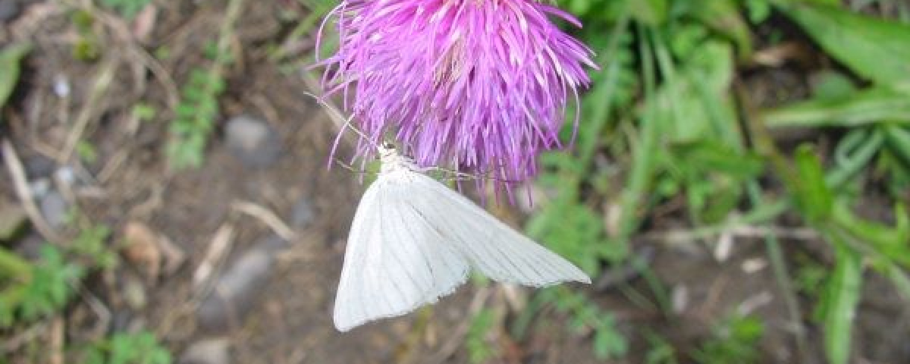 Schönheiten am Weg: Blumen, Insekten