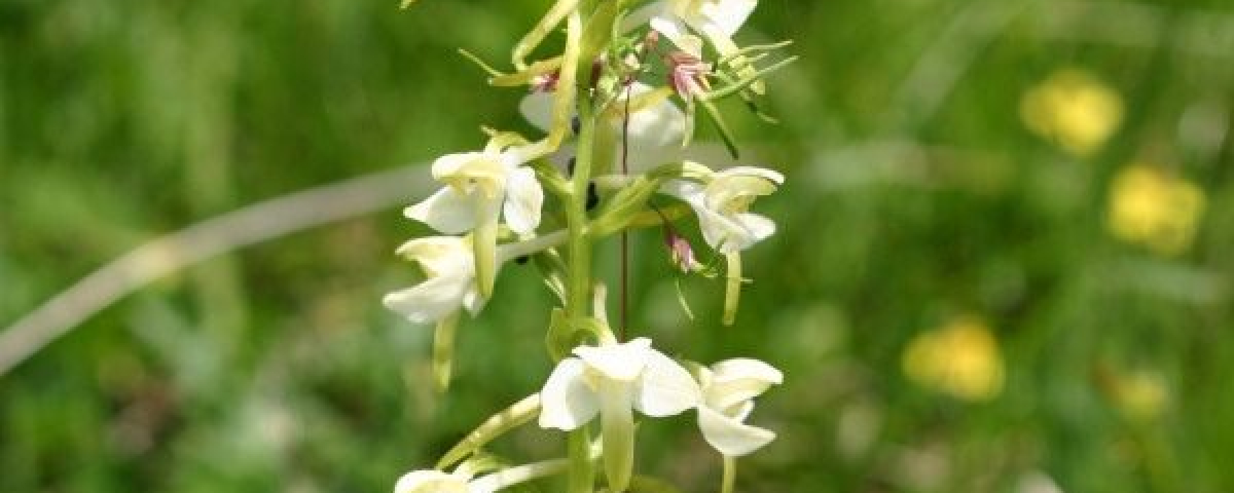 Schöne Blumen, auch Orchideen am Wanderweg