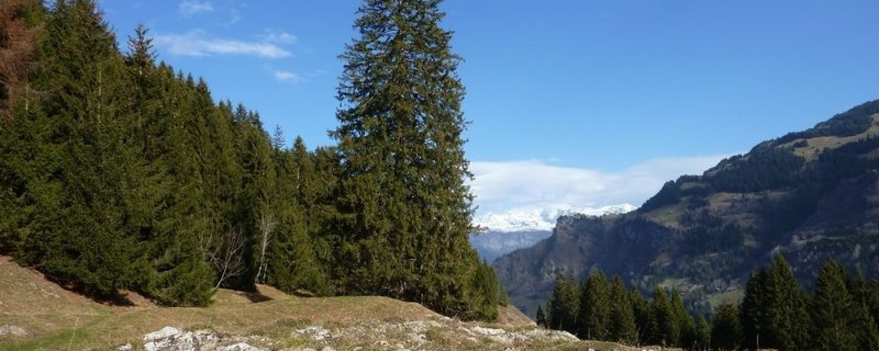 Mächtige Fichtet