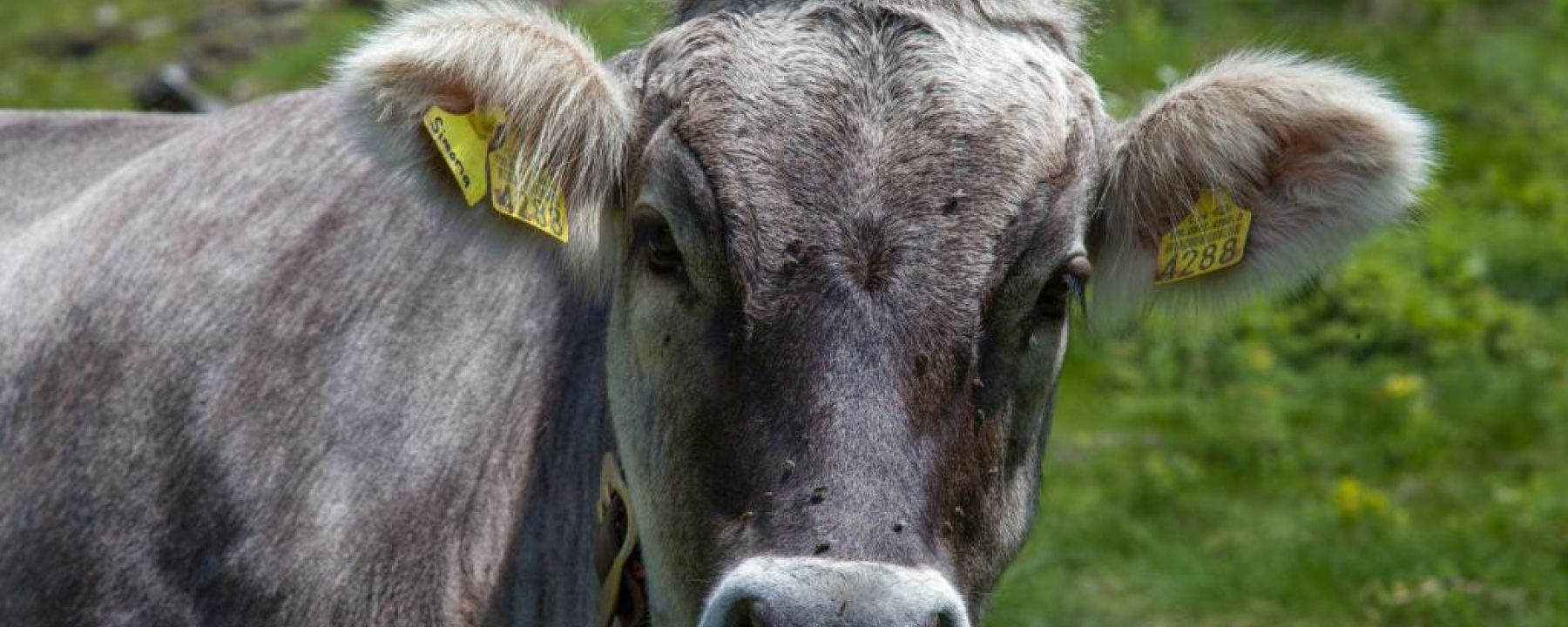 Mucca