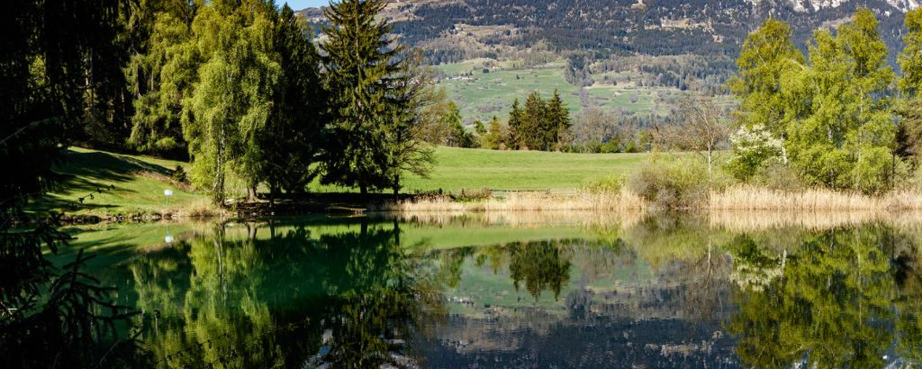 Canovasee