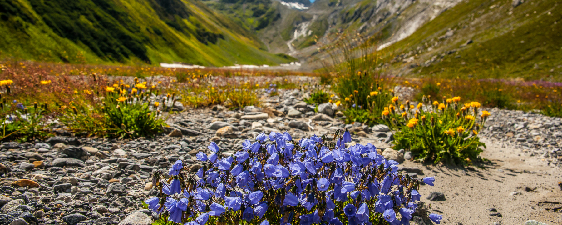 Val Frisal