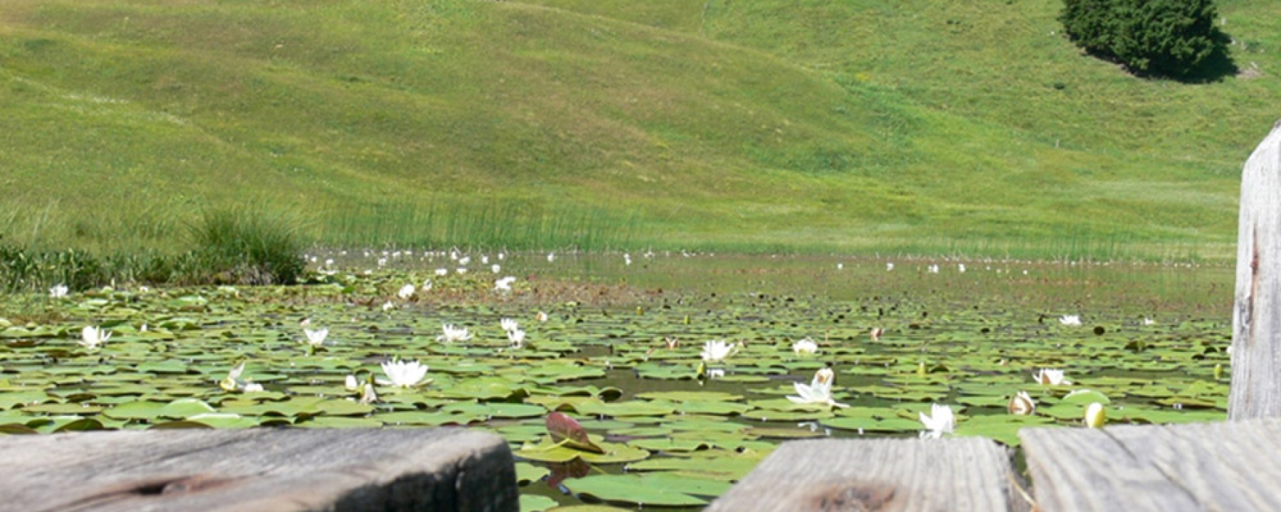 Seerosen auf dem Stelsersee