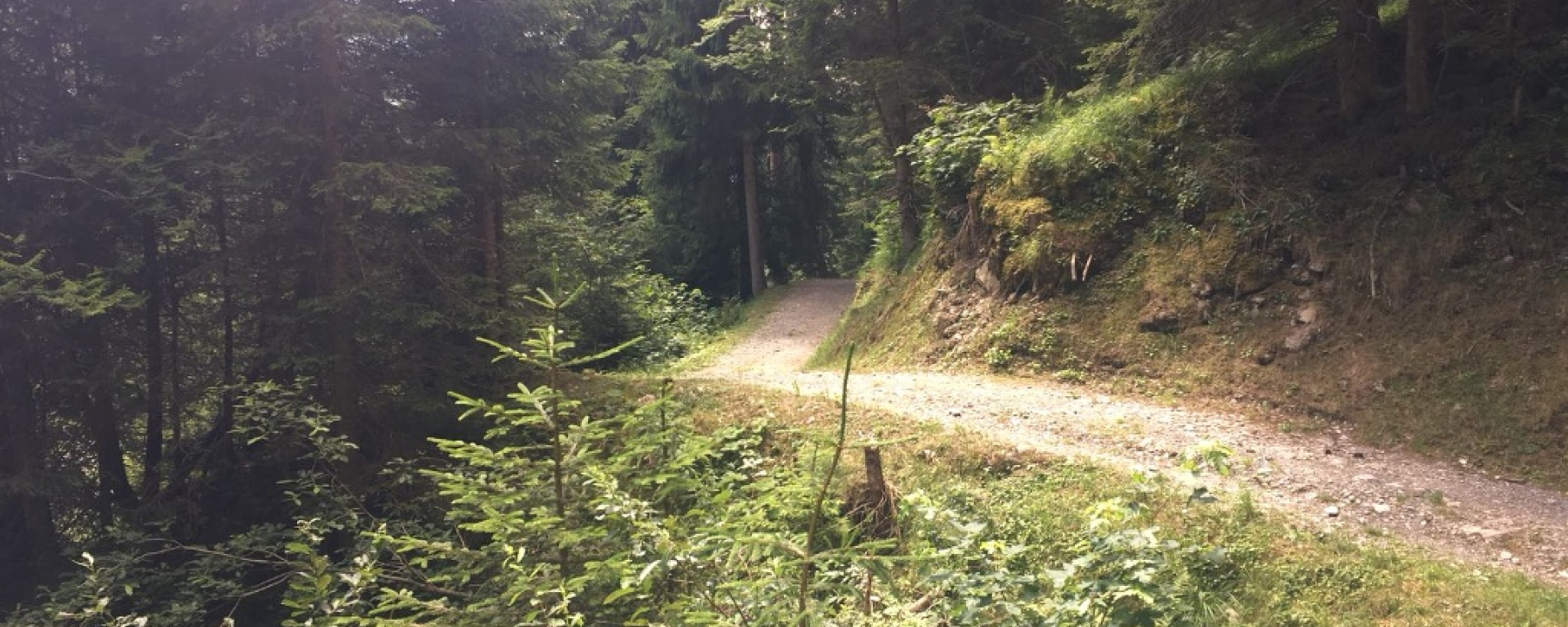 Der Weg im Wald