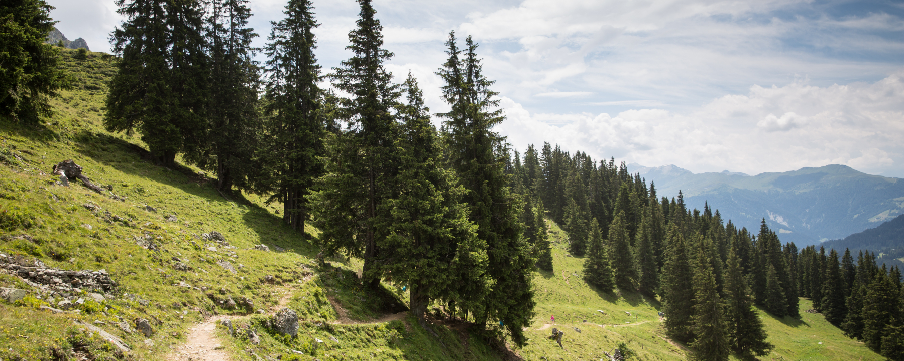 Der Weg führt über Wurzeln, Stock und Stein und durch den Wald