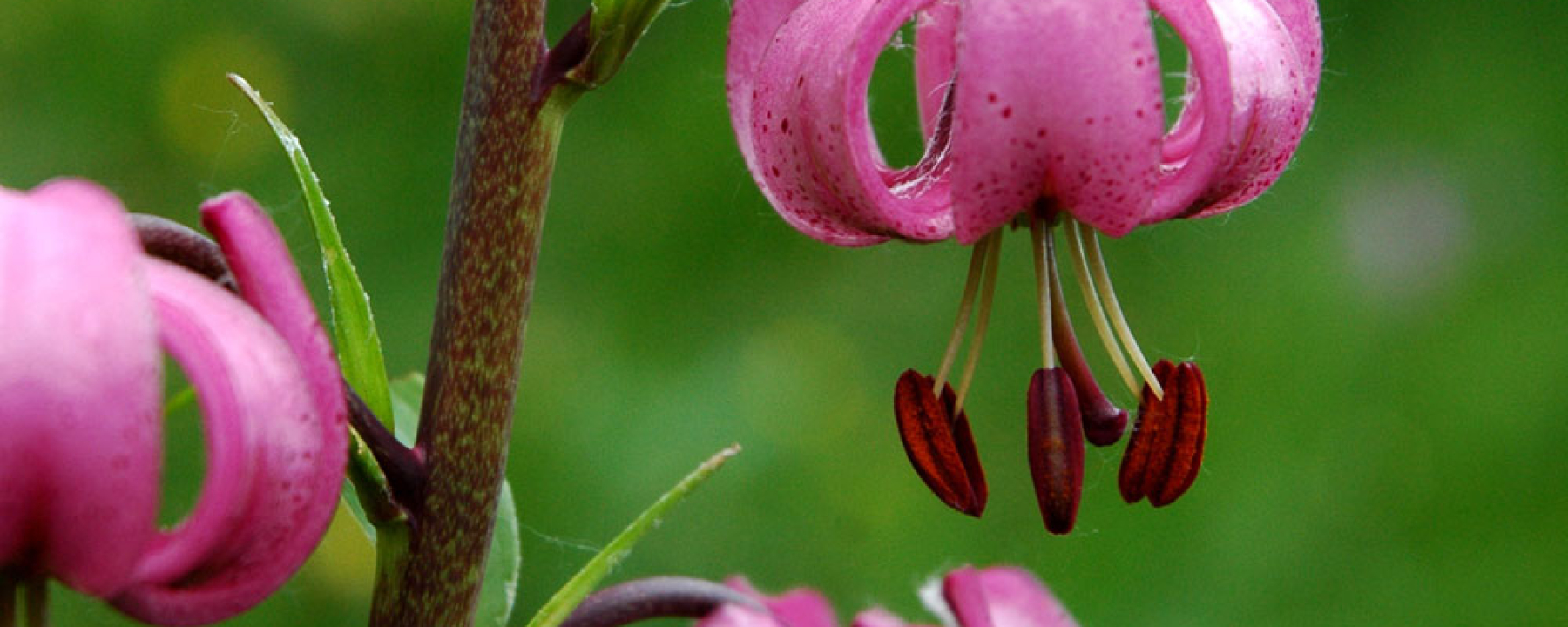 Türkenbund - Liliengewächs - Lilium martagon