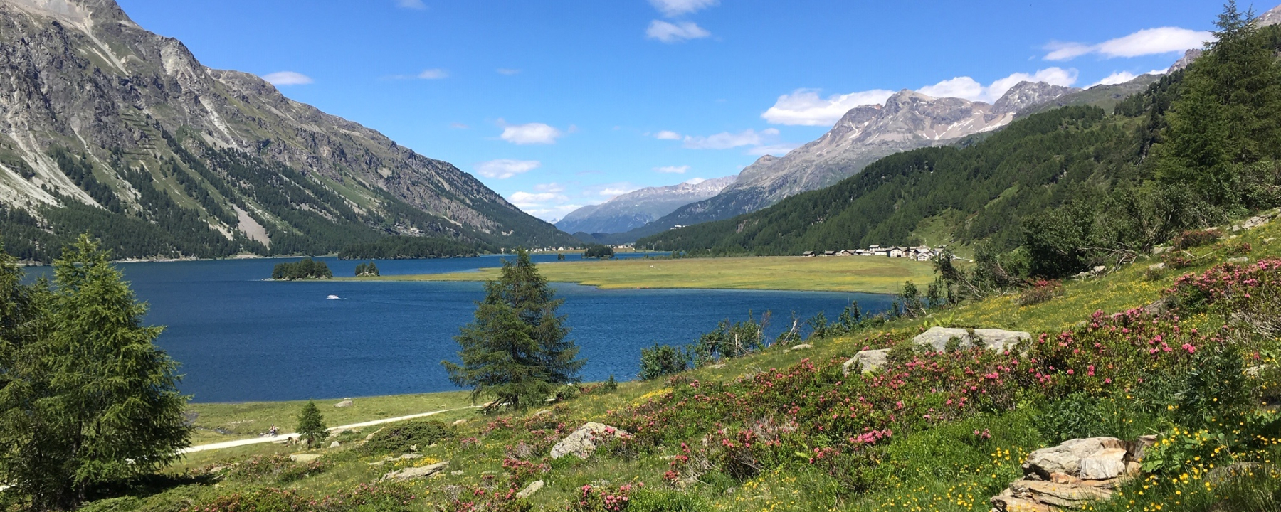 Alpenrosenblüte am Lej da Segl
