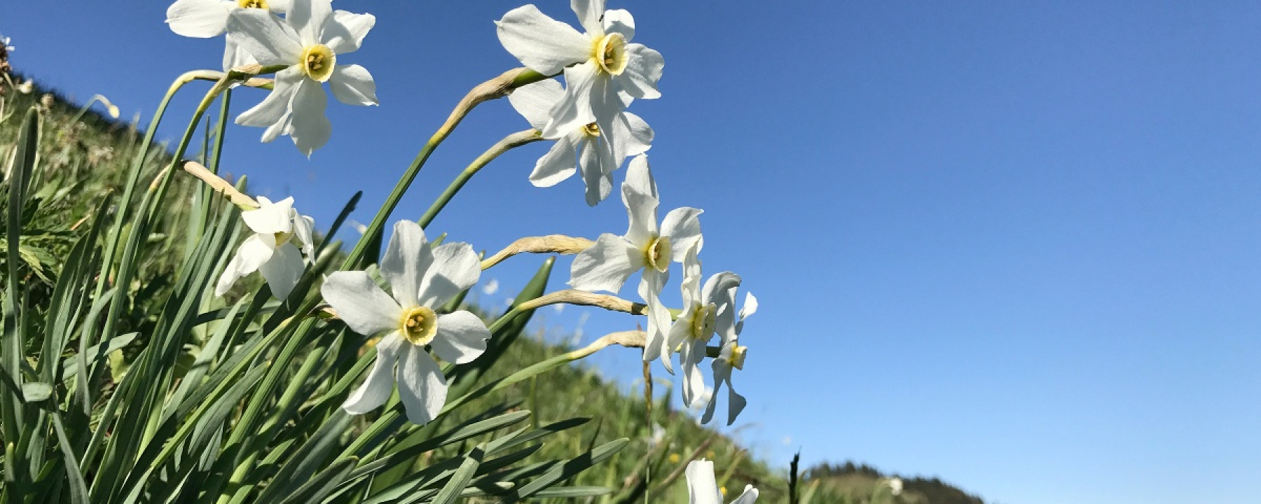 Auch Narzissen findet man am Fanaserberg