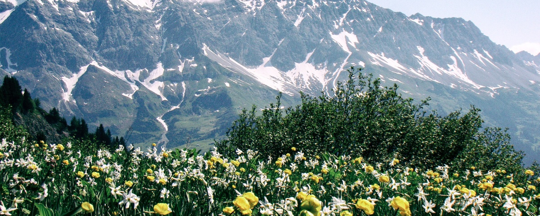 Farbenpracht vor dem Schesaplanamassiv