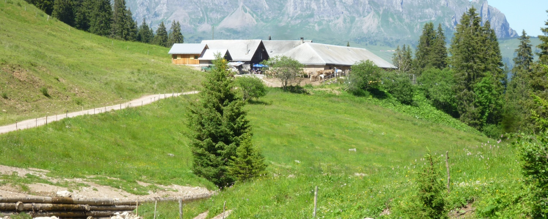 Alp Kohlschlag vor Bergkulisse