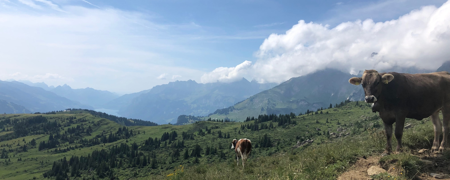 Kühen auf den Weiden.