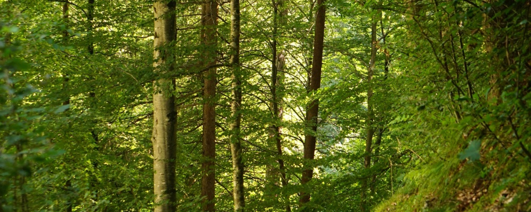 Wald kurz vor dem Bad Serneus