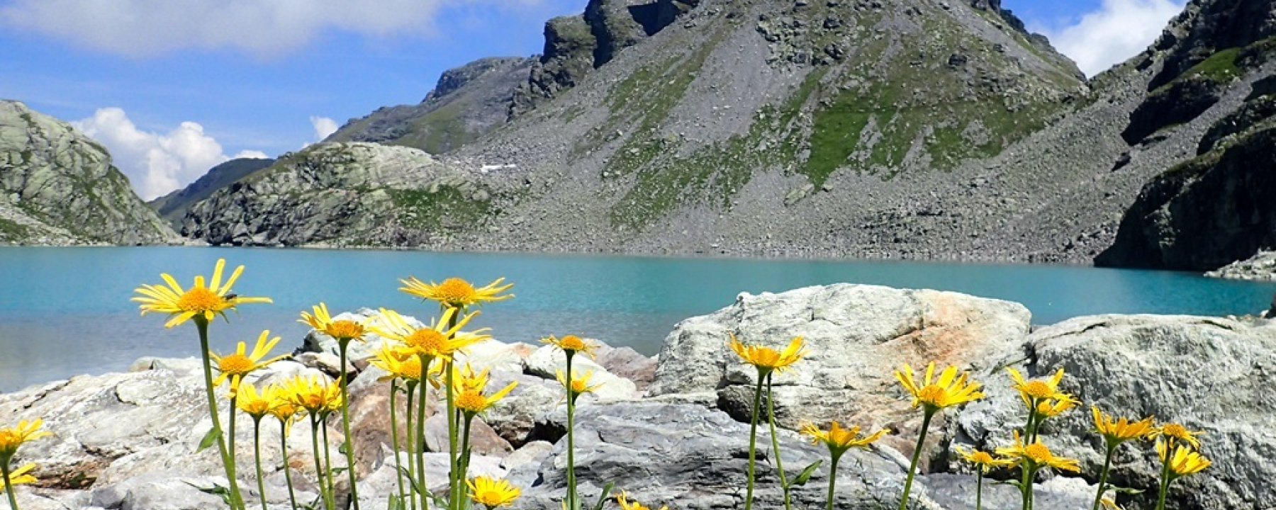 Hochalpine Fauna beim Wildsee