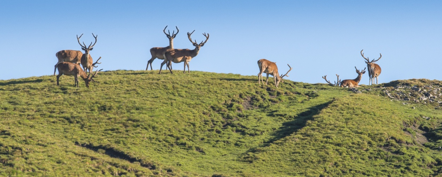 deers in Val Trupchun