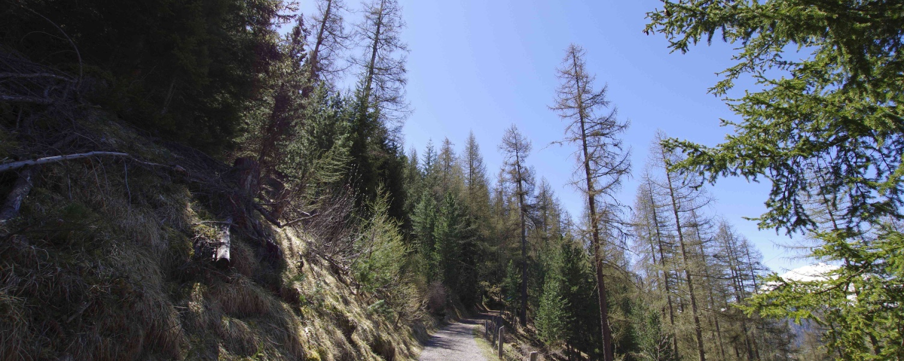 Durch den Wald hoch Richtung Arpiglia