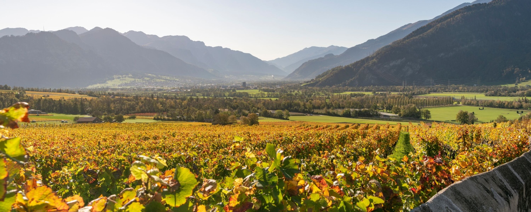 Weinberge Jenins