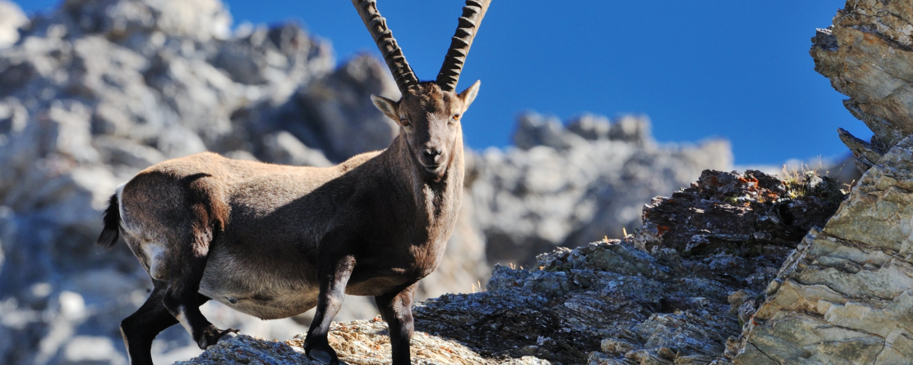 Steinbock