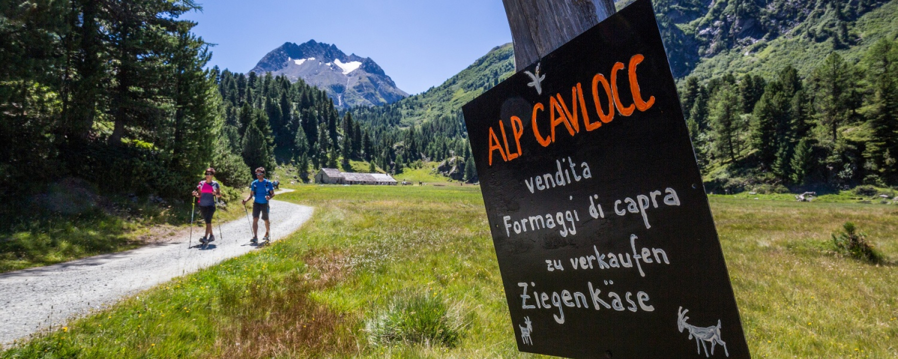 Alp Cavlocc