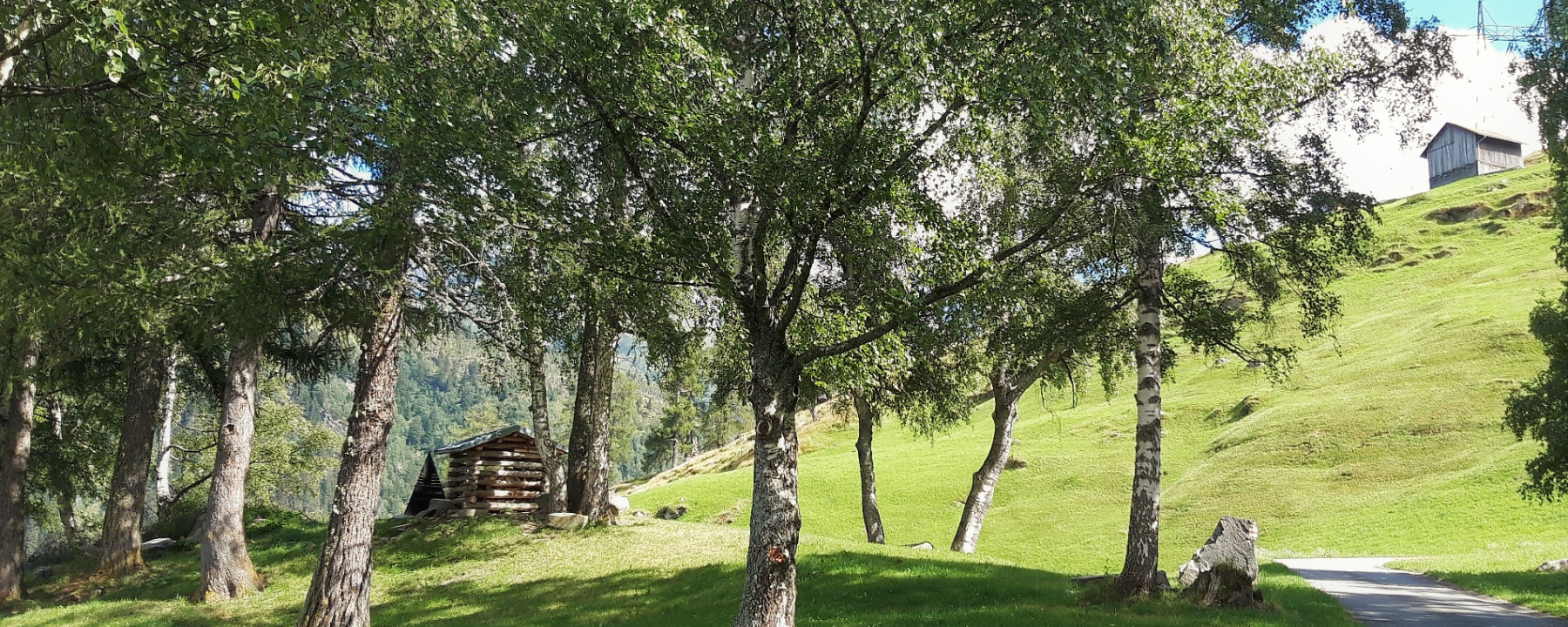 im Birkenhain