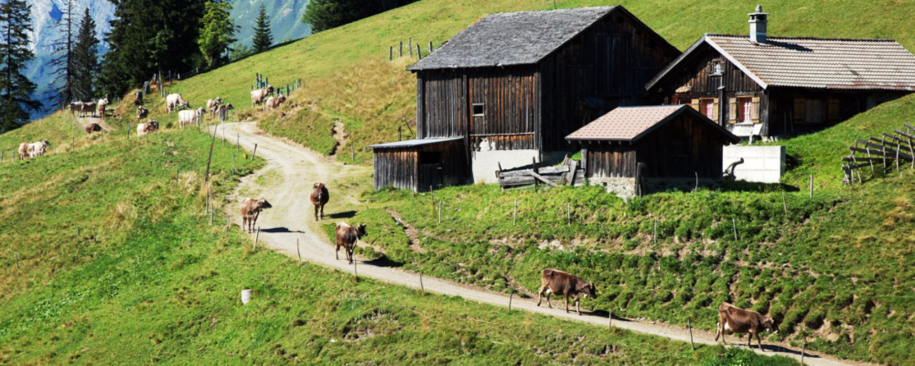 Alp Wiesli
