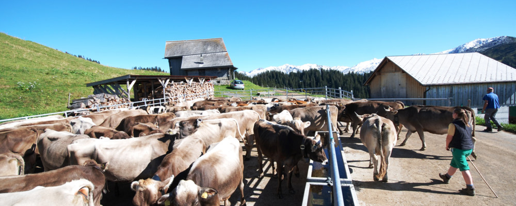 Unsere Kühe in den Sommerferien auf Alp Rona