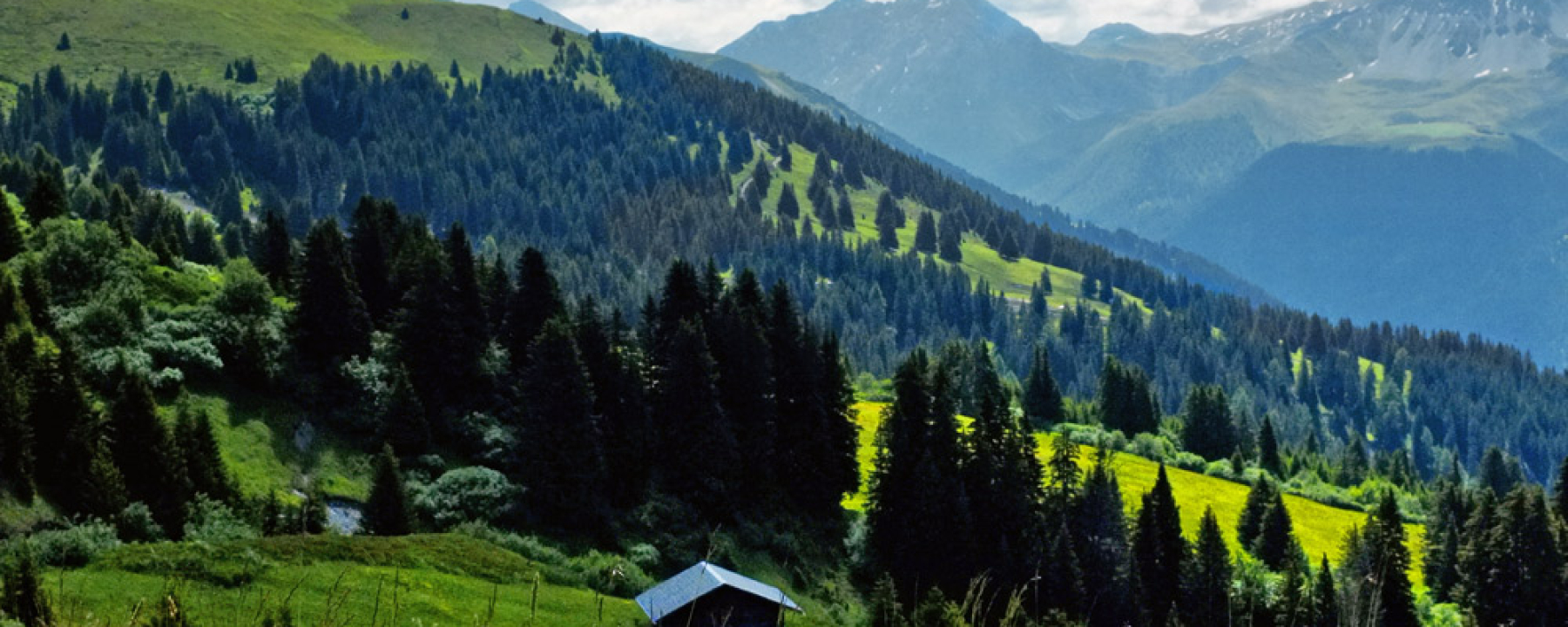 Herrliche Blumenwiese im Schanfigg