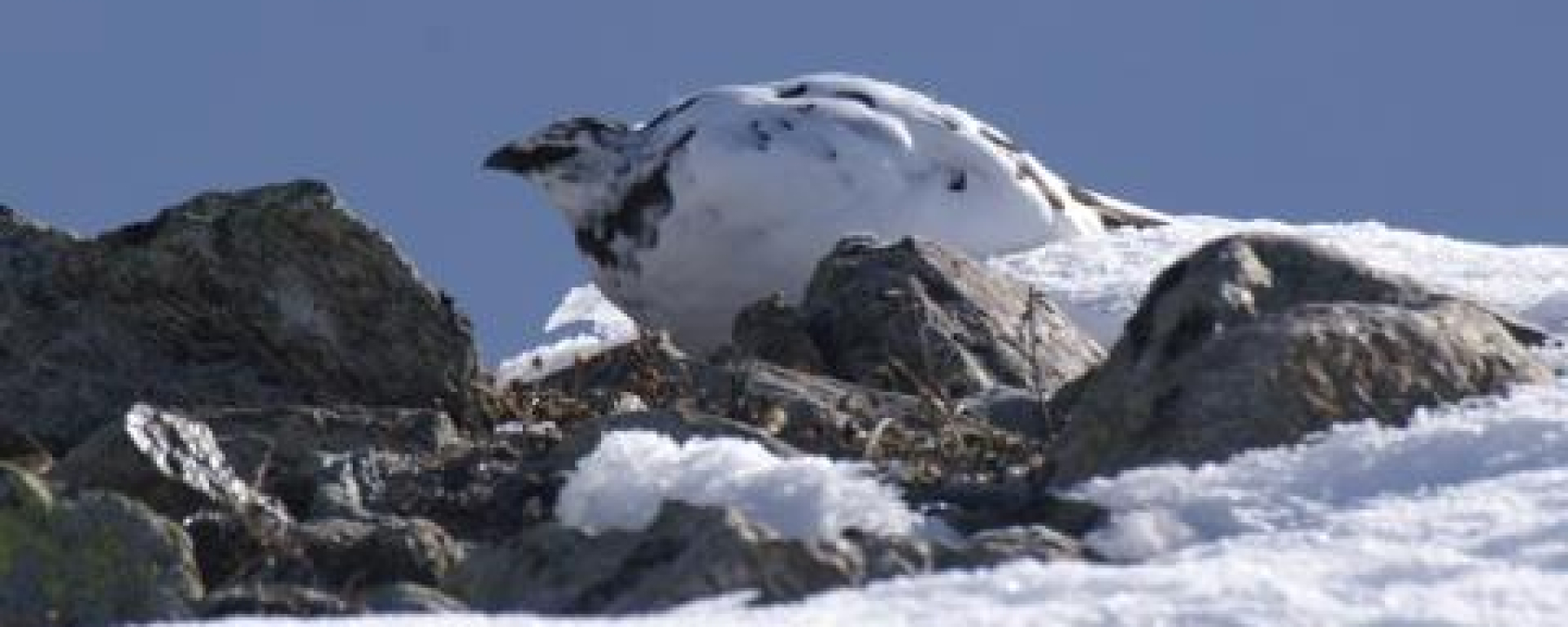 Das Schneehuhn ist mit dem weissen Gefieder im Winter hervorragend getarnt.