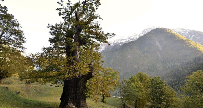 CASTAGNO MUNUMENALE