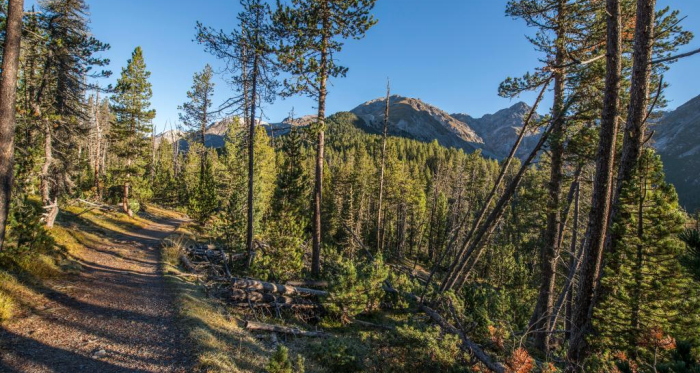 Ein breiter Weg führt von Champlönch durch die Bergföhrenwälder nach Grimmels. Ein breiter Weg führt von Champlönch durch die Bergföhrenwälder nach Grimmels.