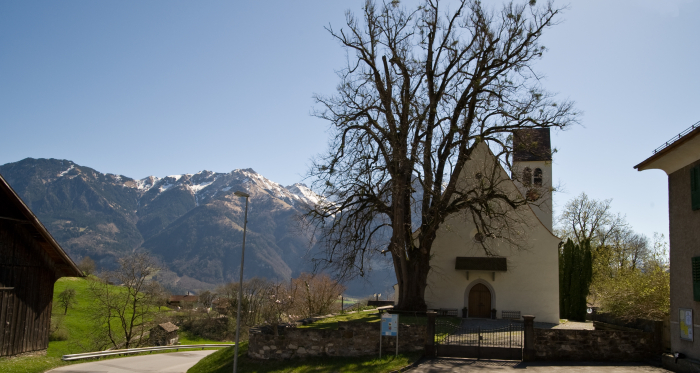 Pestlinde vor der Kirche