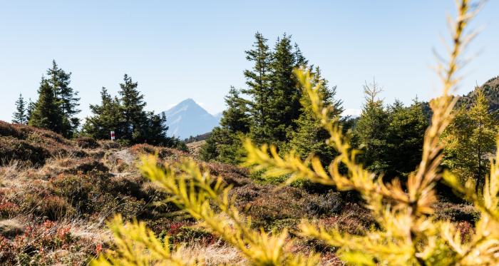 Panoramaweg Feldis im Herbst Panoramaweg Feldis im Herbst