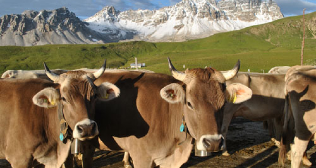 ANNA & ROSA ALPKÄSE (nsp_img_1f686b5)