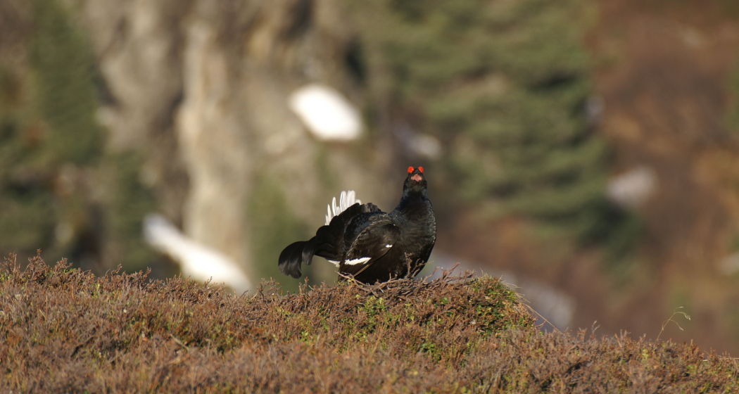 Balzende Birkhähne (nsp_img_358686b)