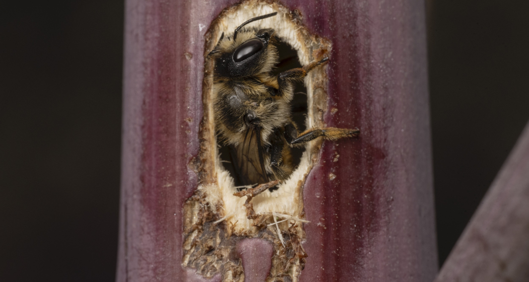 Käferfest für Klein und Gross (nsp_img_35c9d5e)